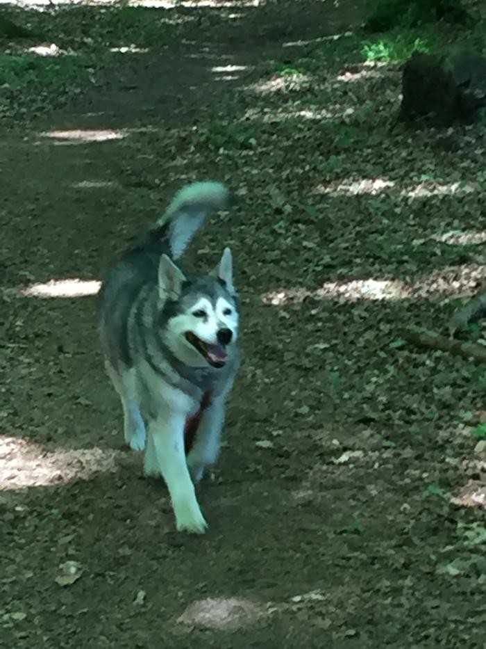 Bilder Tierarztpraxis Pfahl-Kreis, pets-in-motion