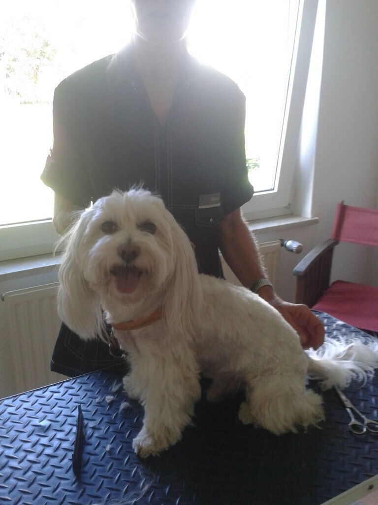 Bilder Uta Schiffer Hundepflege