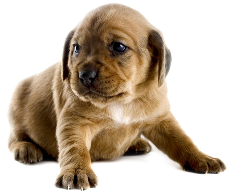 Bilder Kleintierpraxis Heiner Krebber