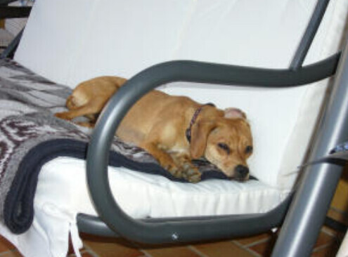 Bilder Hundebetreuung mit Herz Inh. Elke Hahn