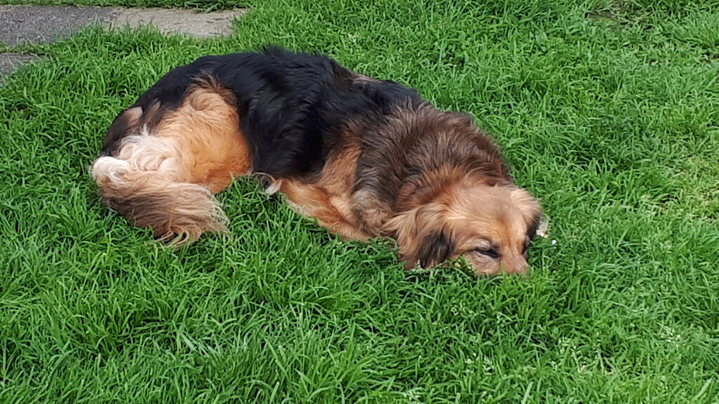 Bilder Hundebetreuung mit Herz Inh. Elke Hahn