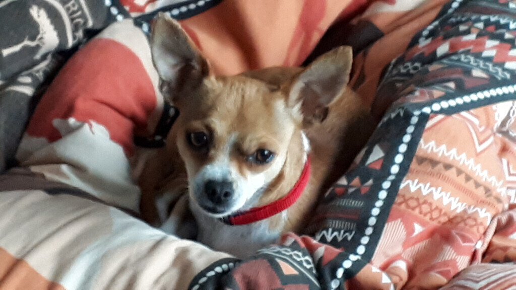 Bilder Hundebetreuung mit Herz Inh. Elke Hahn