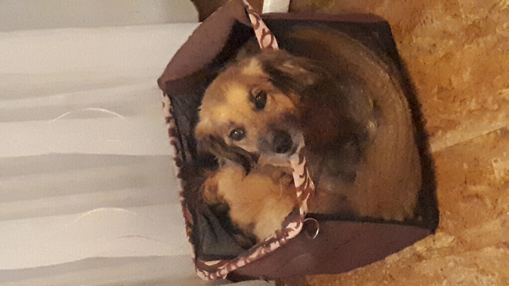 Bilder Hundebetreuung mit Herz Inh. Elke Hahn