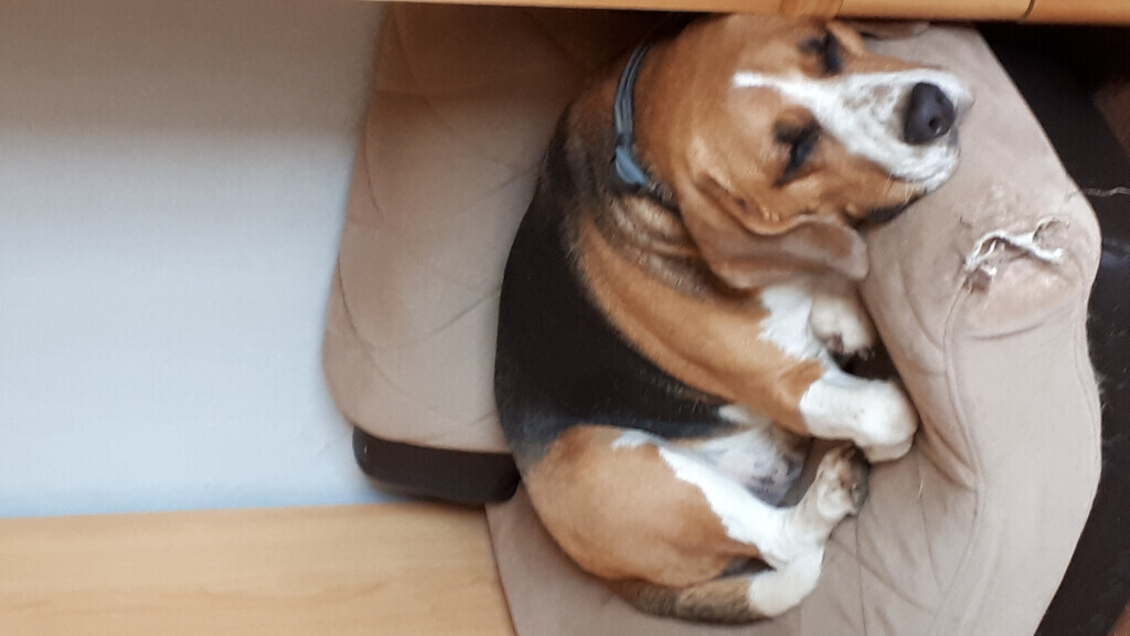 Bilder Hundebetreuung mit Herz Inh. Elke Hahn