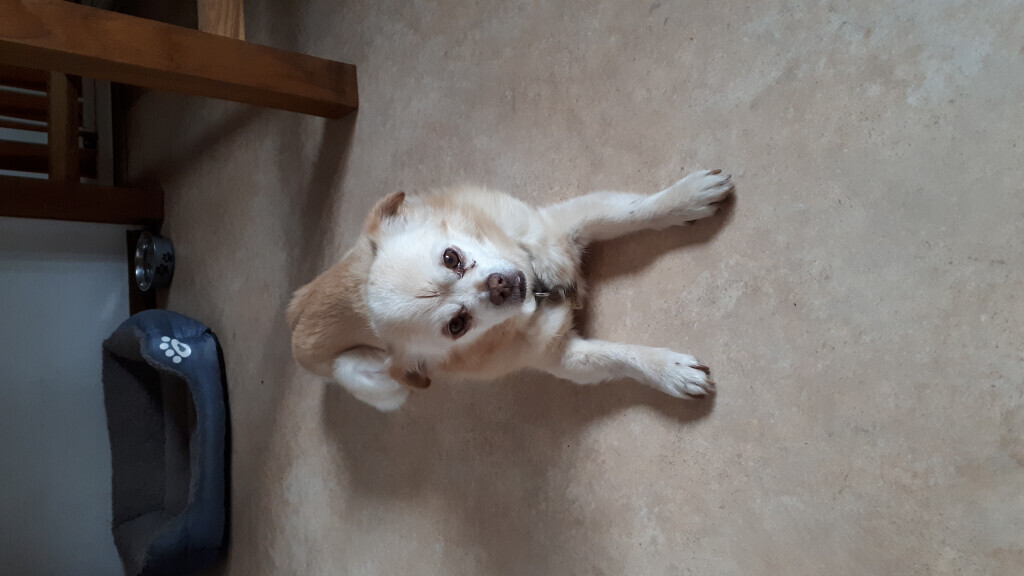 Bilder Hundebetreuung mit Herz Inh. Elke Hahn