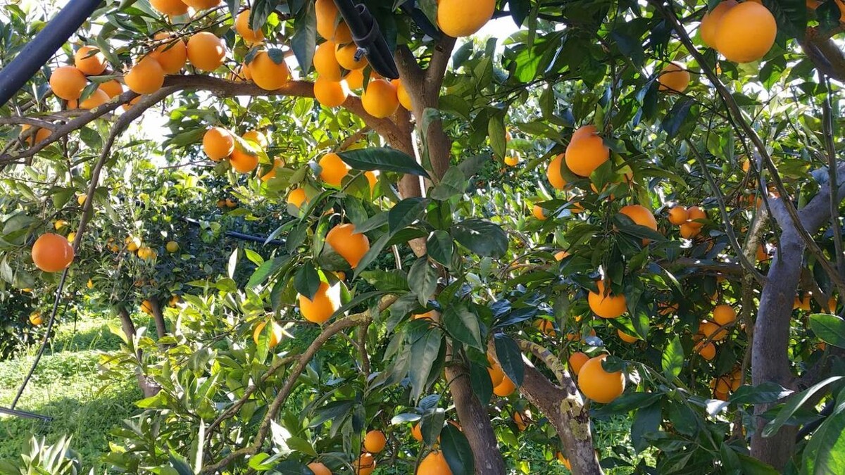 Bilder il pomodoro