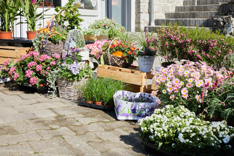 Bilder Gartenbau Drewes