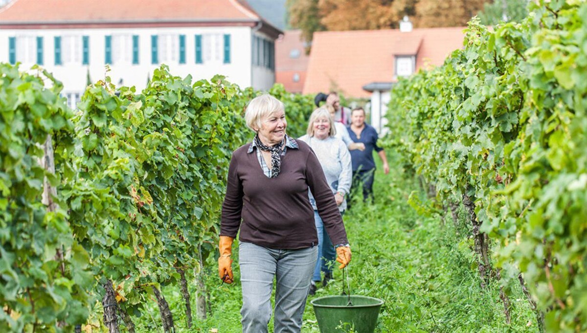 Bilder Weingut Erich Ferckel