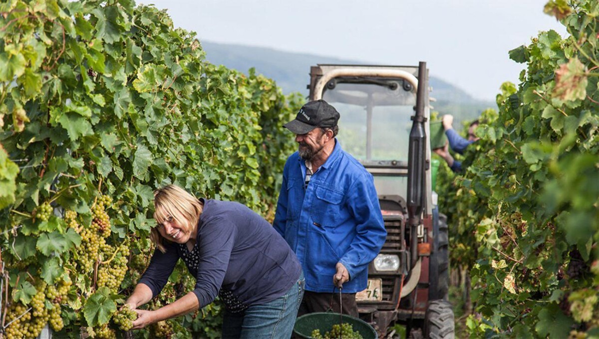 Bilder Weingut Erich Ferckel