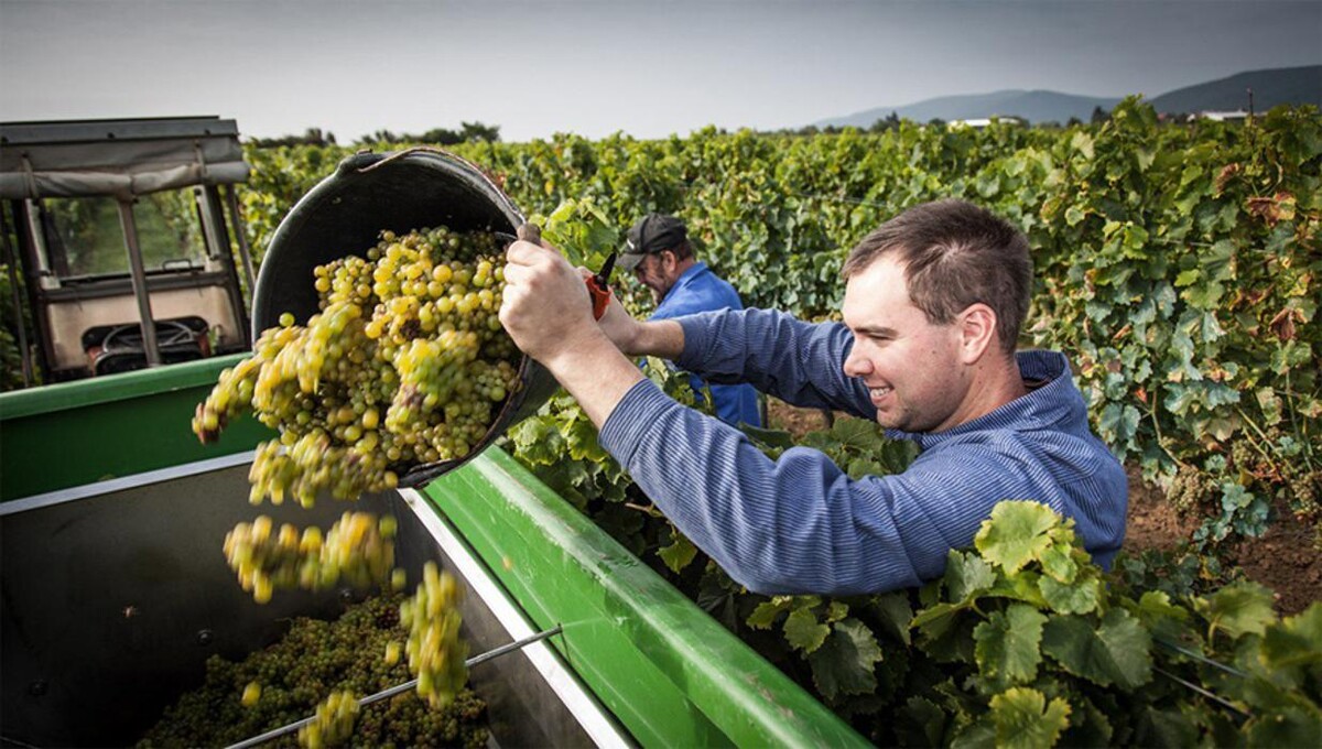 Bilder Weingut Erich Ferckel