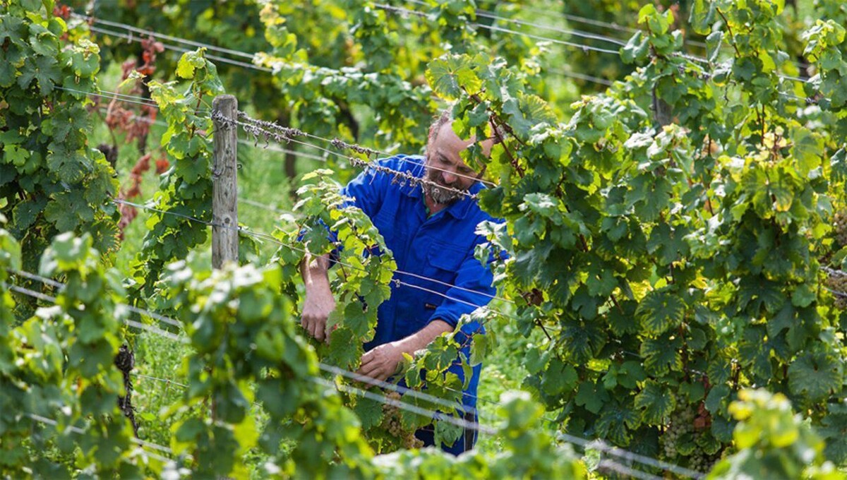 Bilder Weingut Erich Ferckel