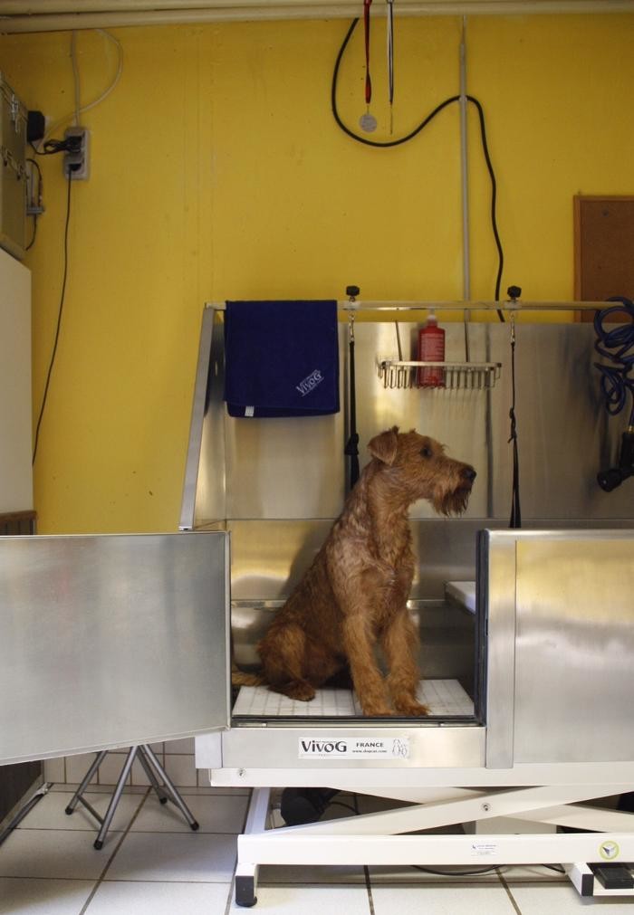 Bilder Hundesalon Christina Brögeler