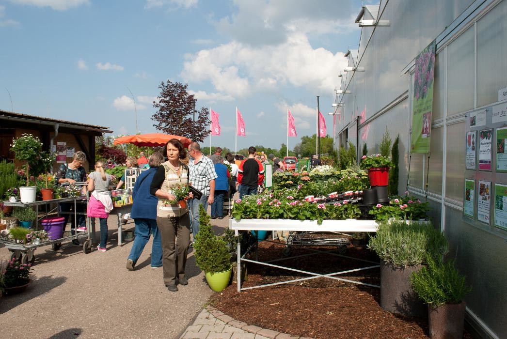 Bilder Blumen Eber