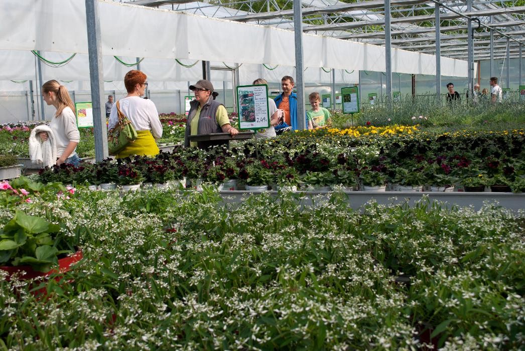 Bilder Blumen Eber