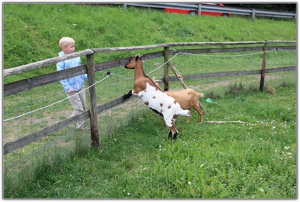 Bilder Sommerrodelbahn-Altenahr