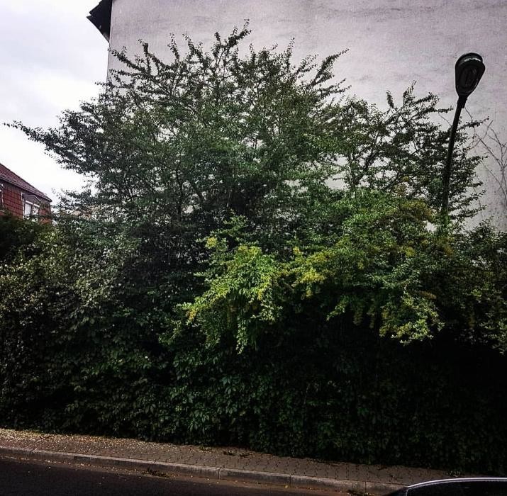 Bilder MKN Gartenpflege
