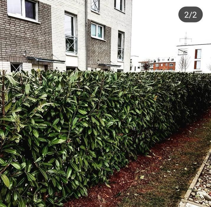 Bilder MKN Gartenpflege
