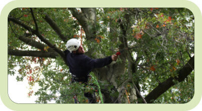 Bilder Fr. Oberurseler Forstdienstleistungen e. K.