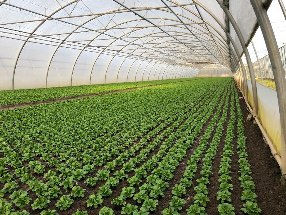 Bilder Gartenbau Mandt