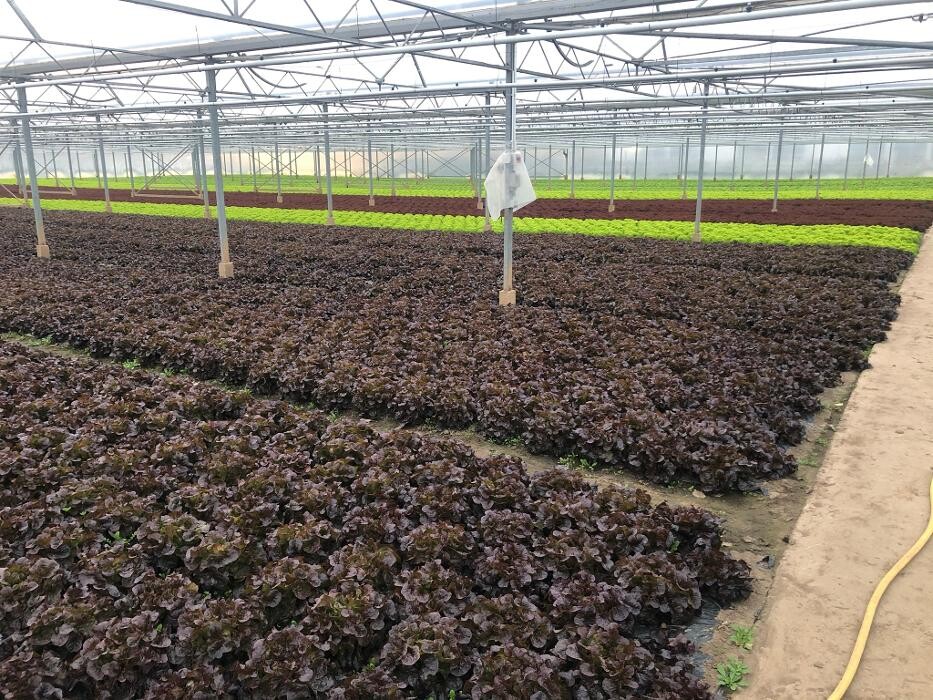 Bilder Gartenbau Mandt