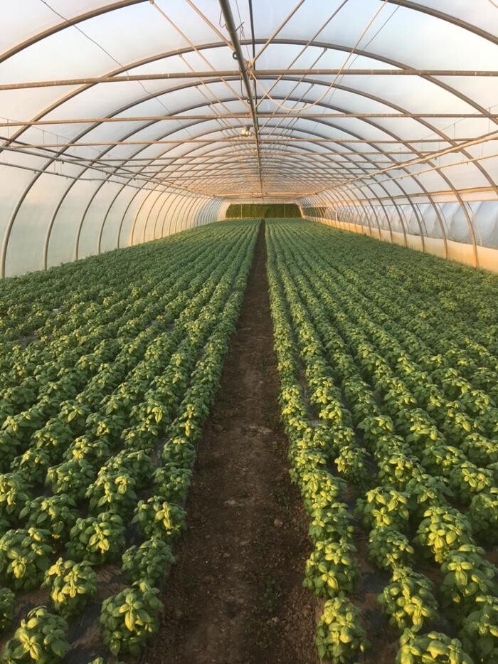 Bilder Gartenbau Mandt