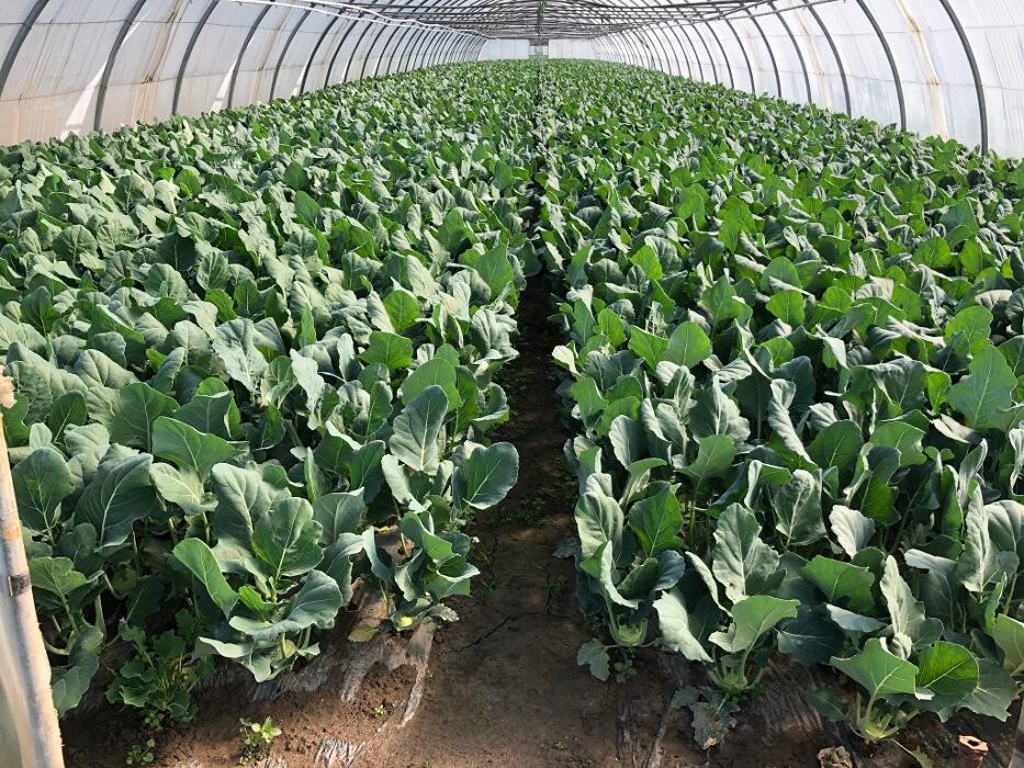 Bilder Gartenbau Mandt
