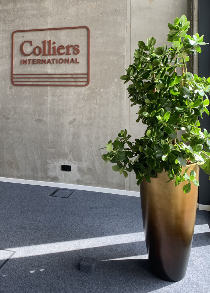 Bilder Baum & Raum Daniela Hinkelmann