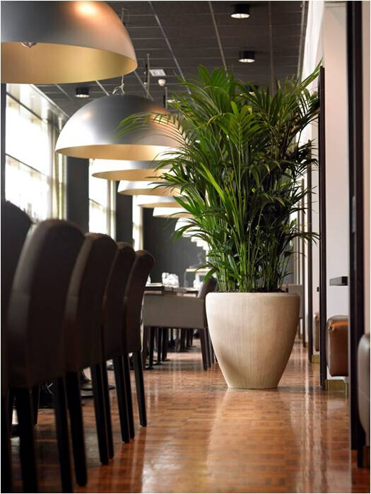 Bilder Baum & Raum Daniela Hinkelmann