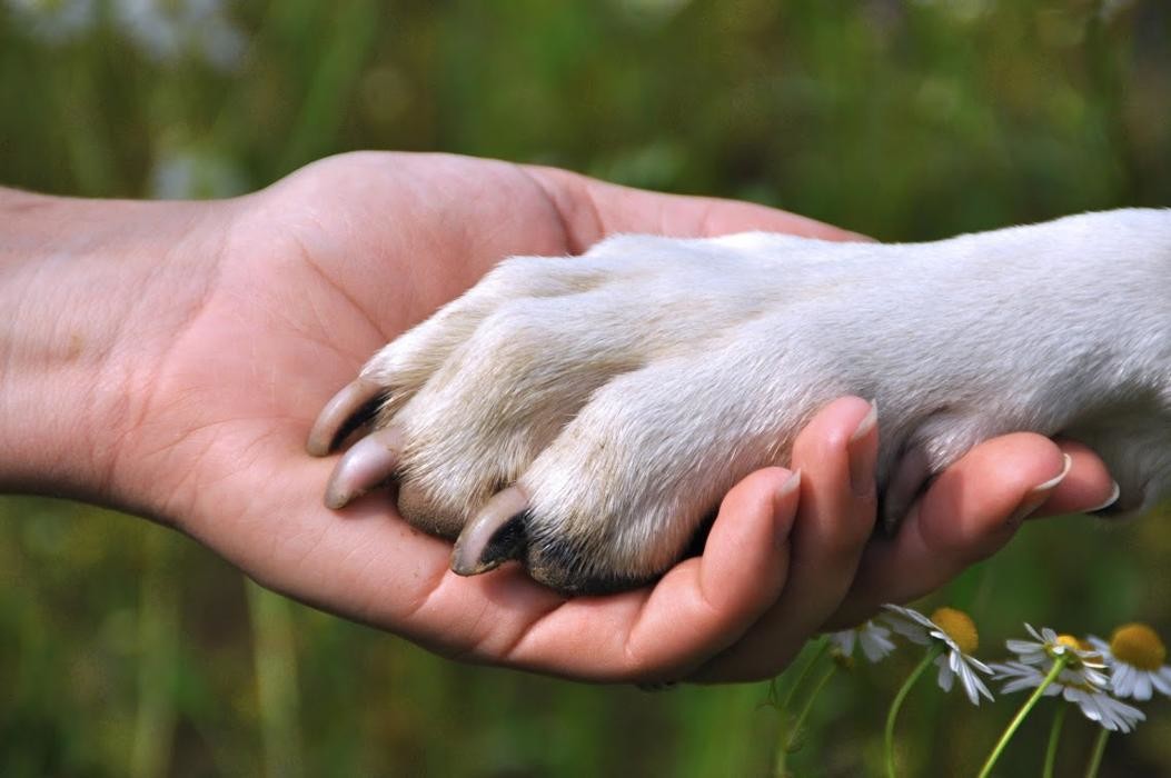 Bilder Fitte Pfote, Praxis für Hundephysiotherapie und Gassiservice