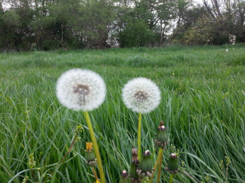 Bilder Simone Ibendorf Kräuterfrau
