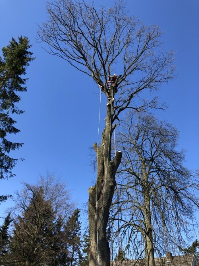 Bilder Thies Dölger Gartenbau