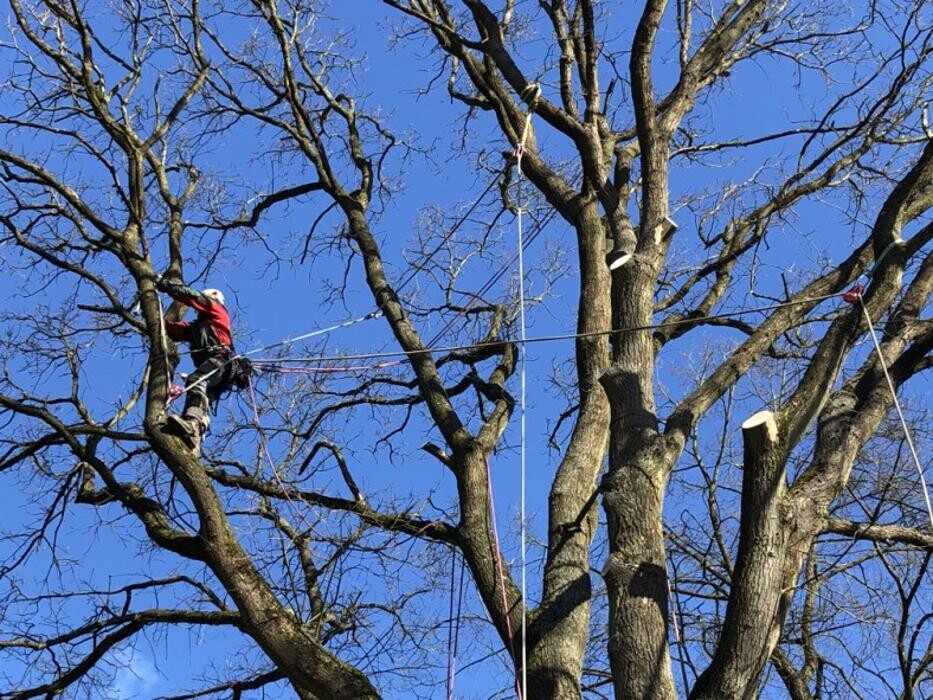 Bilder Thies Dölger Gartenbau