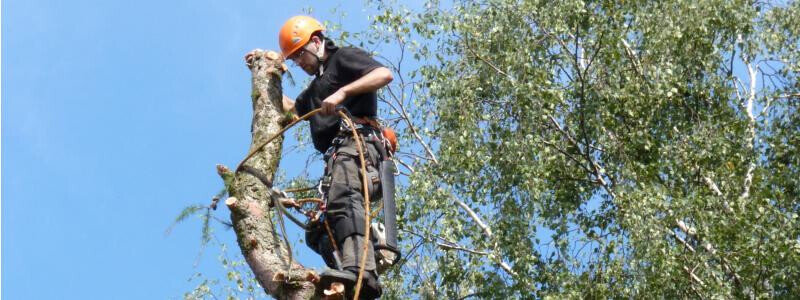 Bilder Bailer Baumpflege