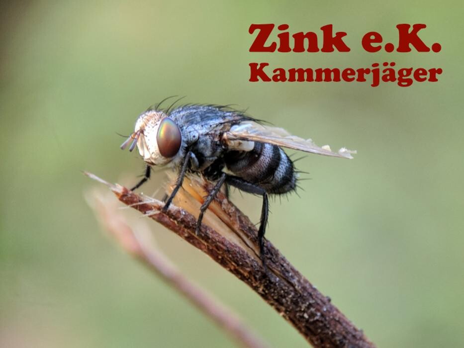 Bilder Schädlingsbekämpfung Zink e.K.