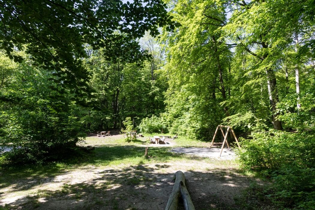 Bilder FriedWald Burg Plesse