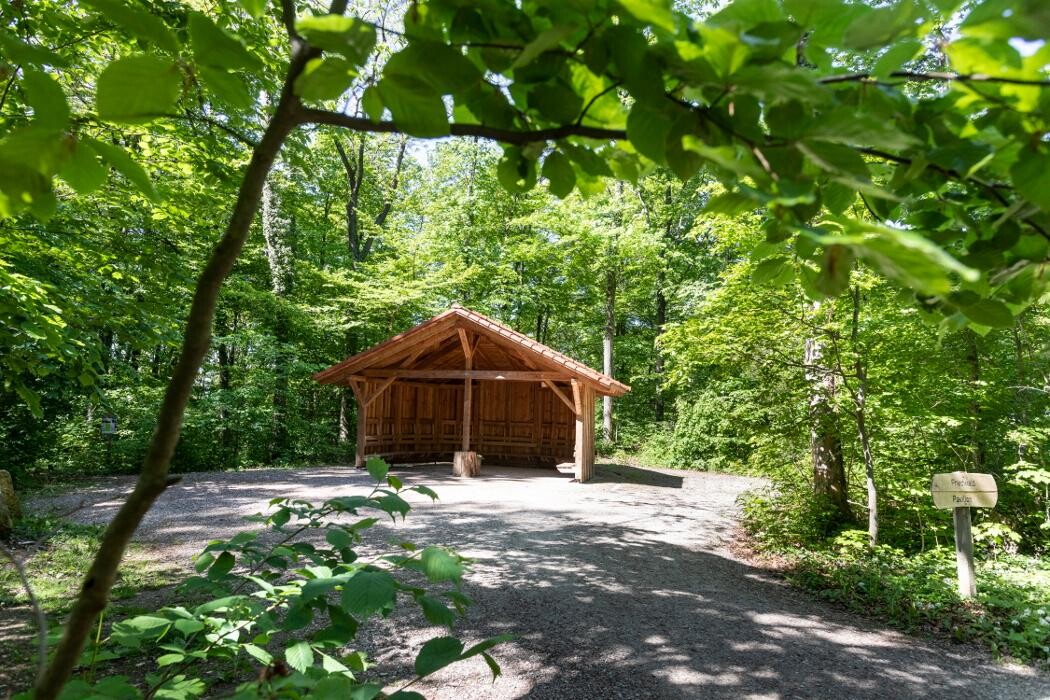 Bilder FriedWald Burg Plesse