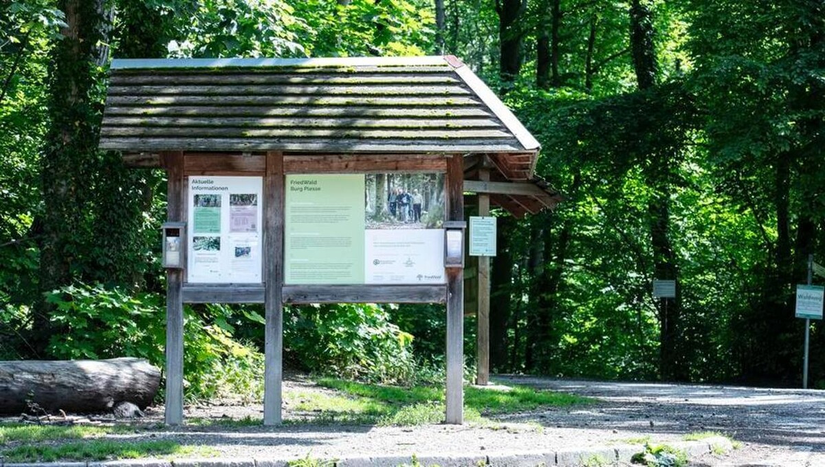 Bilder FriedWald Burg Plesse