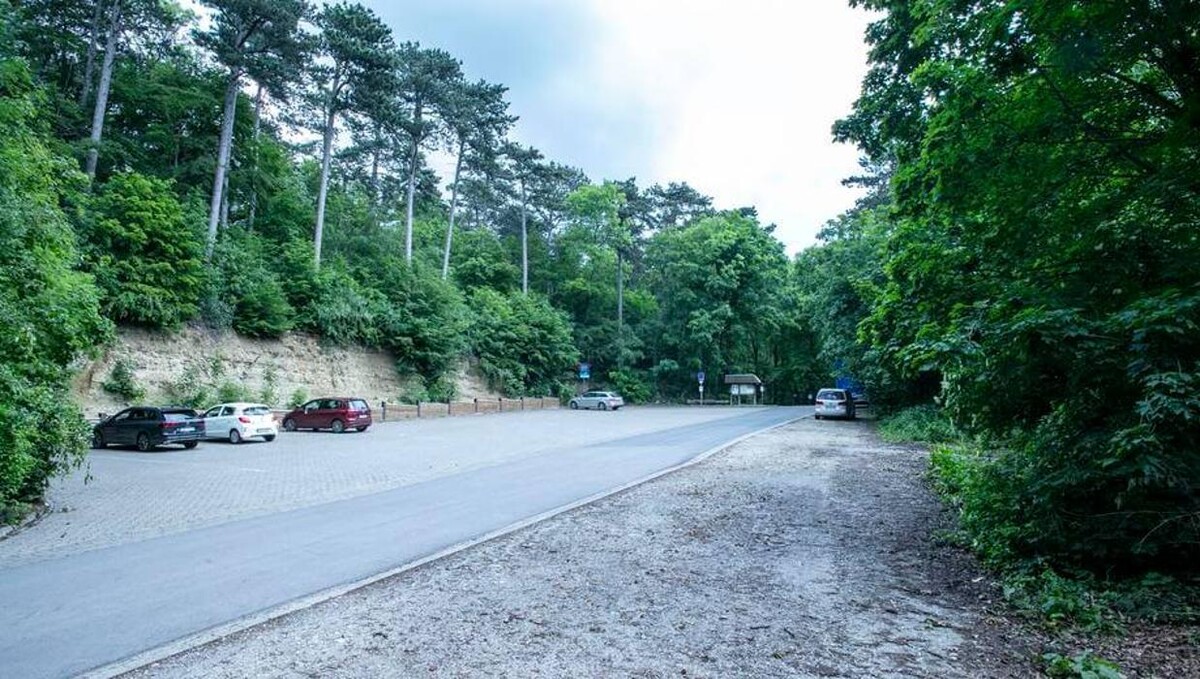 Bilder FriedWald Burg Plesse