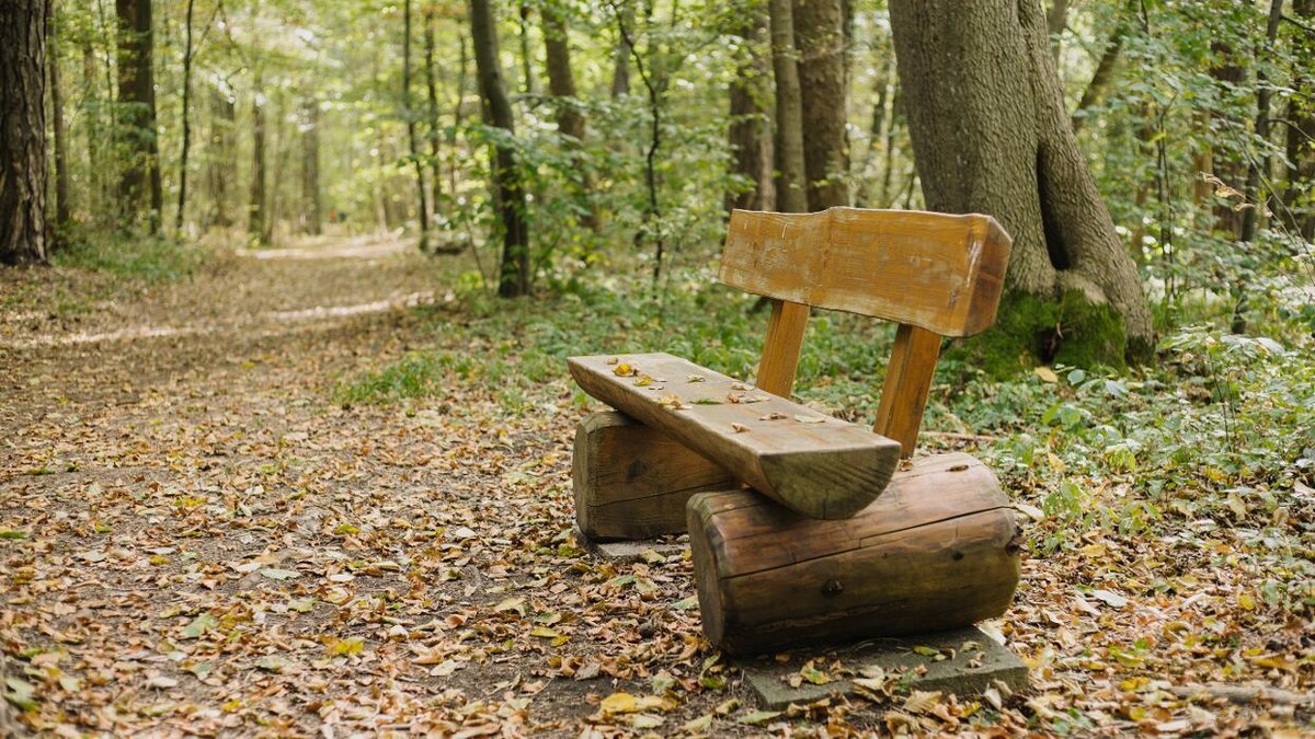 Bilder FriedWald Burg Plesse