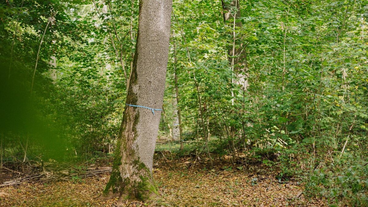 Bilder FriedWald Burg Plesse