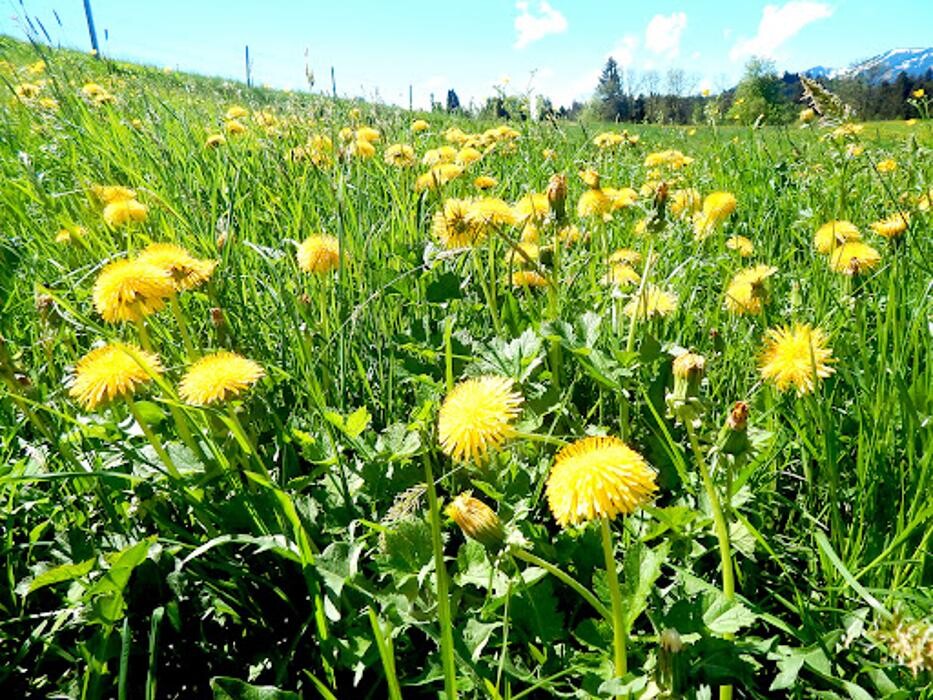 Bilder Berggasthof Sonne Allgäu