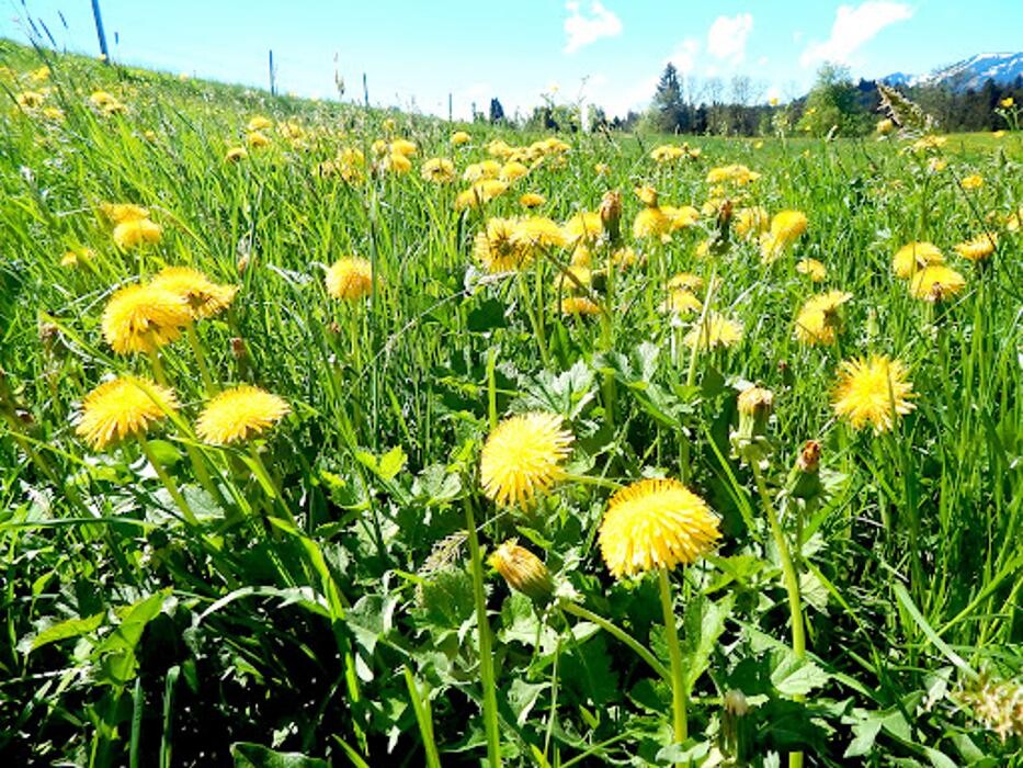 Bilder Berggasthof Sonne