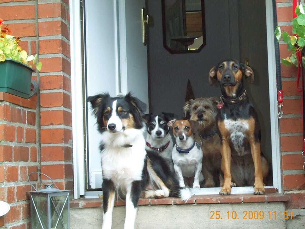 Bilder Der Hundegarten