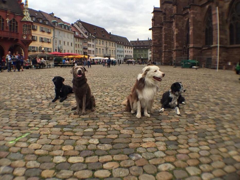 Bilder Mobile Hundeschule Kaya, Freiburg