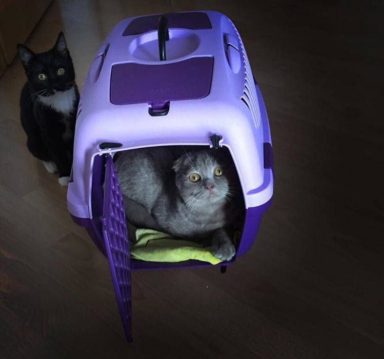 Bilder Kleintierpraxis im Stadtfeld Tierärztin A. Dietz