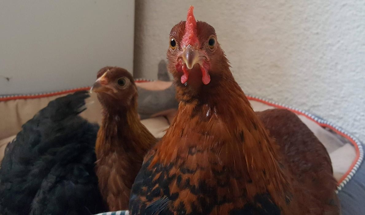 Bilder Kleintierpraxis im Stadtfeld Tierärztin A. Dietz