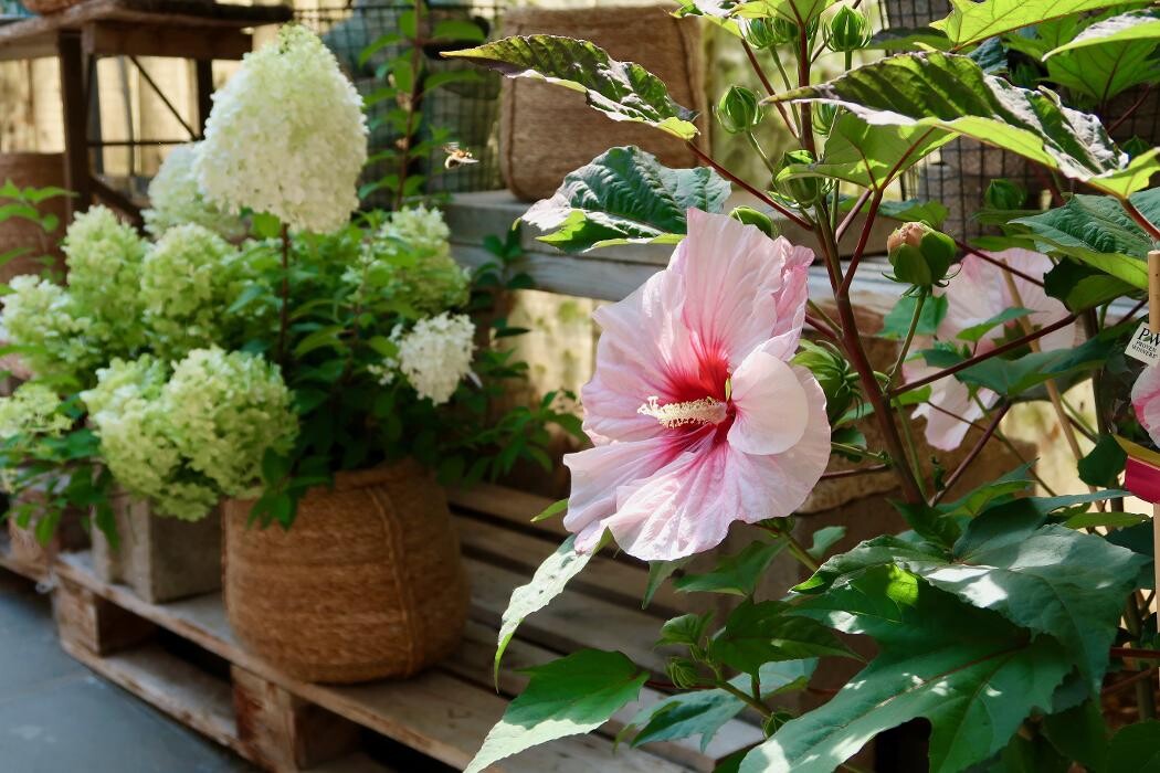 Bilder KUNST- UND LUSTGÄRTNEREI Im Schlosspark