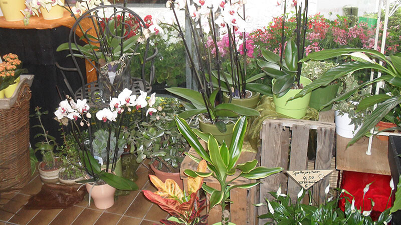 Bilder Blumen Hamm