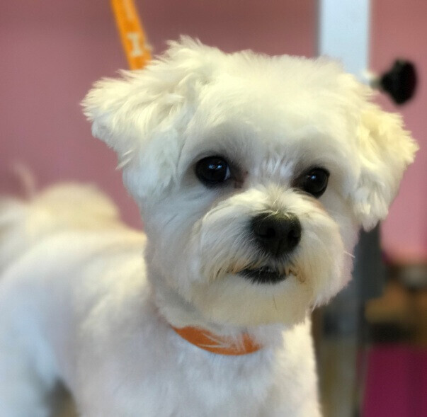 Bilder Benny's Doggy Depot Florian Jäger Hundesalon und Groomer Schule