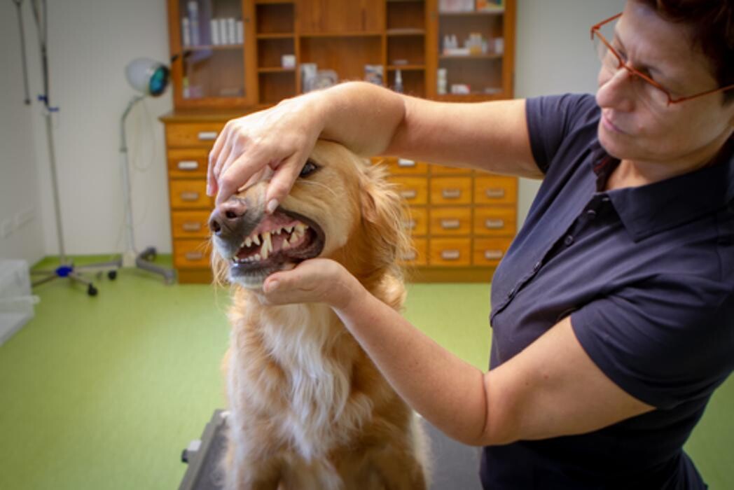Bilder Dr.med.vet. Christian Heizer & Kai Sihler Gemeinschaftspraxis